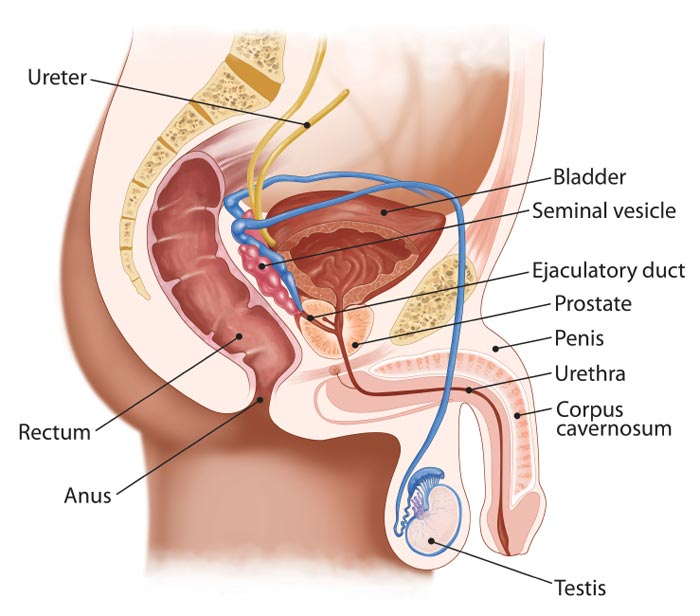 Prostate  Treatment